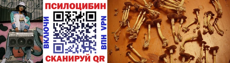 Галлюциногенные грибы Cubensis  Купить где  Ленинск-Кузнецкий 